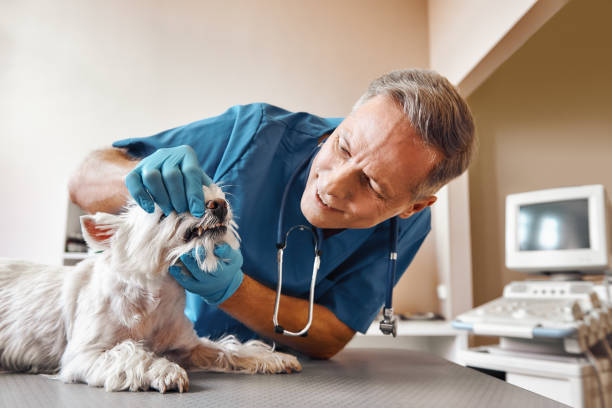 Best Emergency Gum Pain Relief  in Century, FL